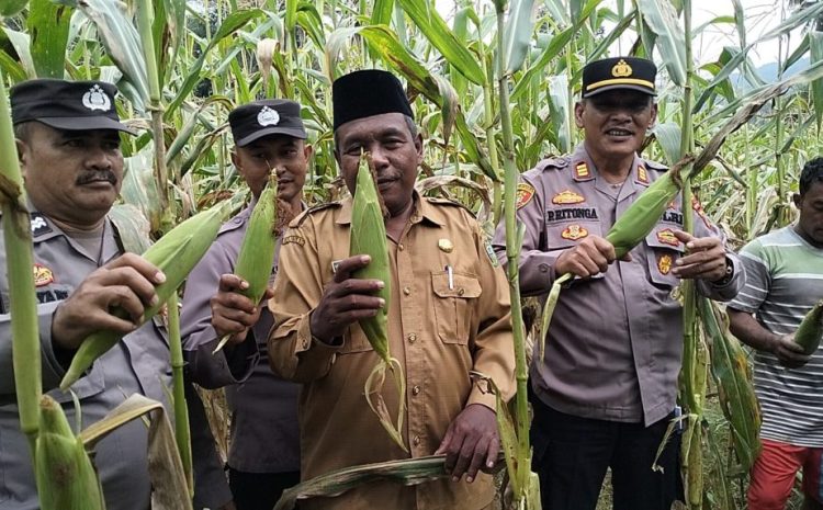  Polsek Kotanopan Panen Jagung Bersama Kelompok Tani