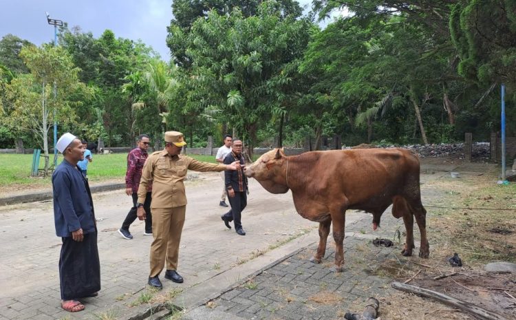 Pemkab Madina Salurkan 34 Hewan Qurban
