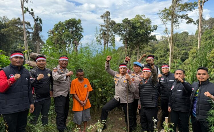 Ladang Ganja 1 Hektare Ditanam di Gunung Hutabargot.