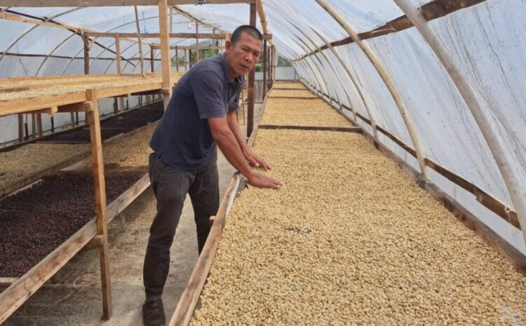 Harga Gabah Kopi Arabika Capai Rp. 42.000 /Kg
