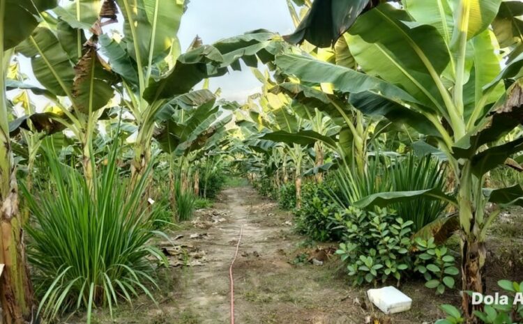 Pemkab Madina Akan Kembangkan Komoditi Pisang, Nilam dan Serai Wangi