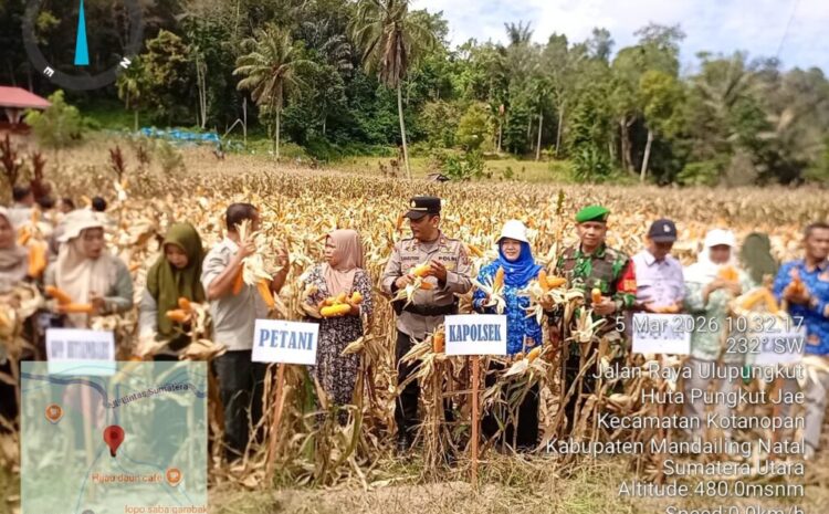 Dinas Pertanian Madina Hadir di Panen Raya Jagung Desa Hutapungkut Jae