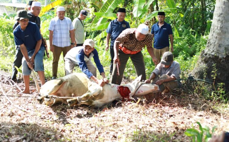 PWI Madina Sembelih Sapi Kurban Bantuan PT SMM