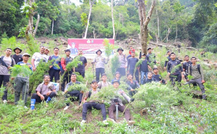 3 Hektar Ladang  Ganja Kembali Ditemukan  di Kawasan Tor Sihite