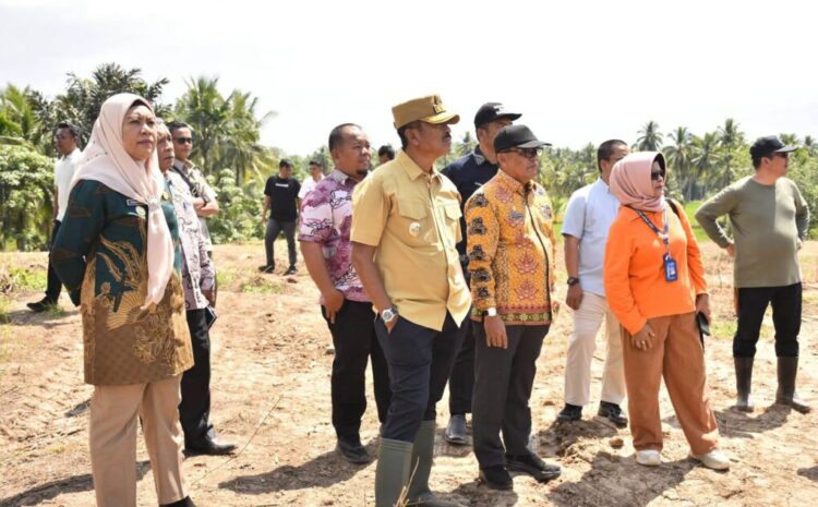  Pemkab Madina Siapkan 4 Hektare Pilot Project Kebun Pisang Kepok
