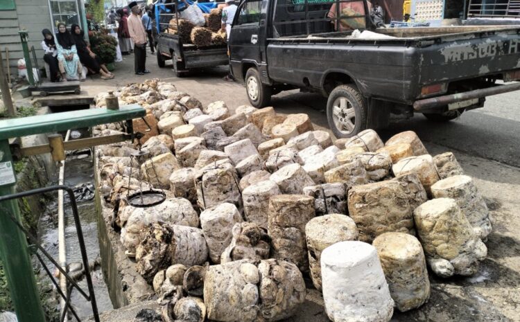 Harga Karet di Kotanopan Turun Jadi Rp 20.000 per Kg, Cabai Merah Rp 65.000
