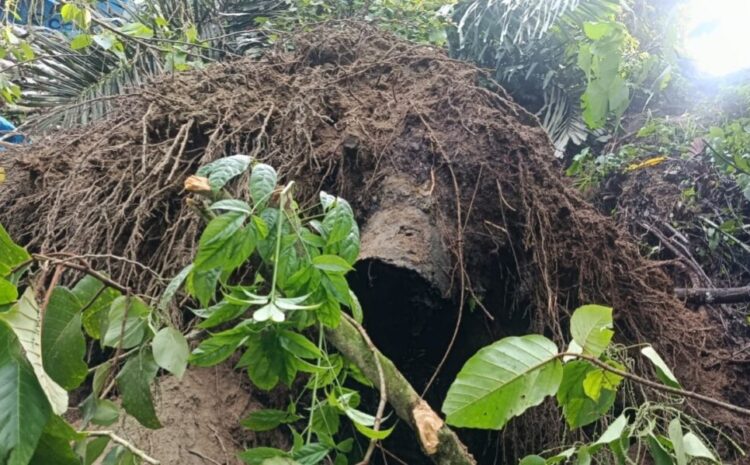 Tertimpa Pohon Aren, Pekerja Tambang Emas di Simpang Tolang Kotanopan Meninggal